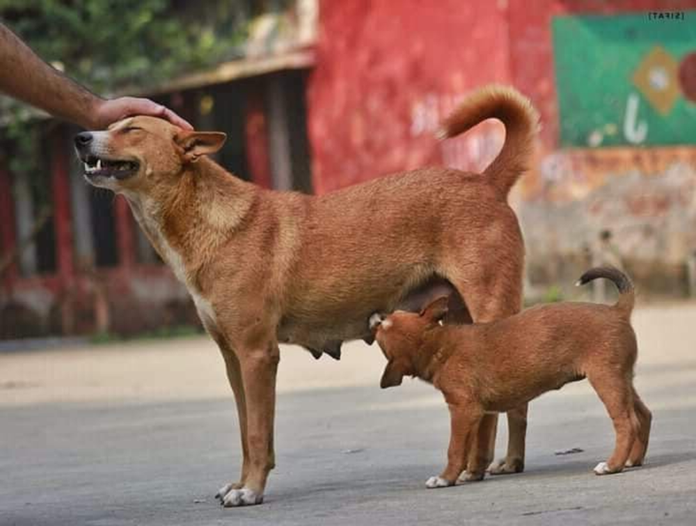 Indian Pariah Dog sitting attentively