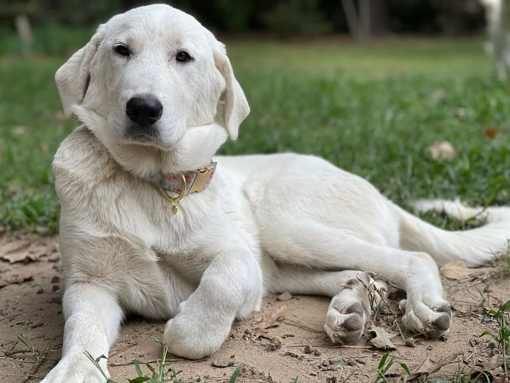 Akbash standing in a field