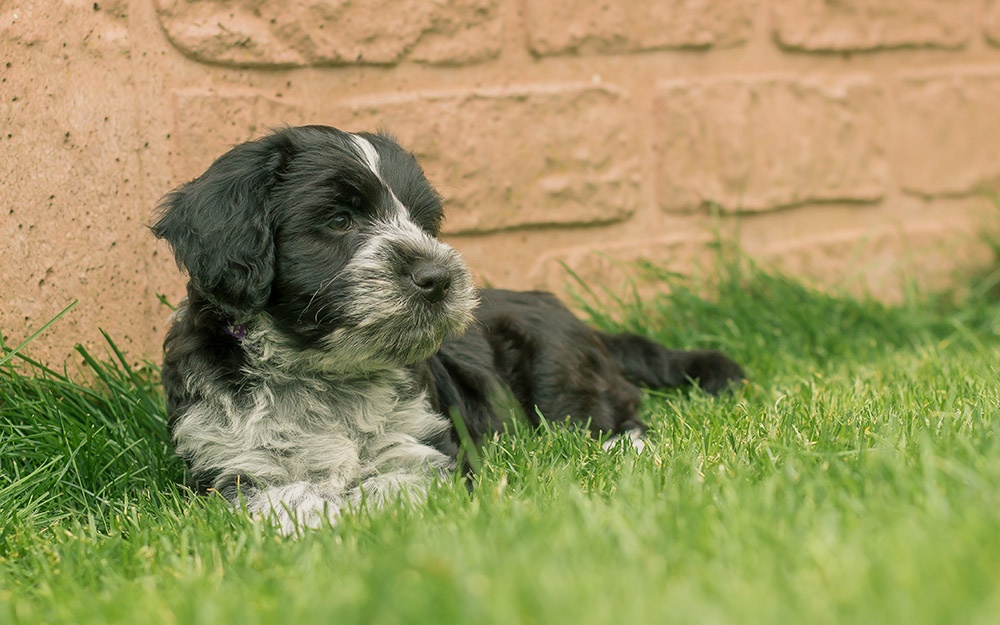 Schapendoes walking in a field with attentive posture