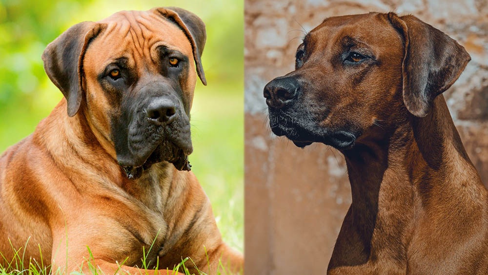 Boerboel resting on grass