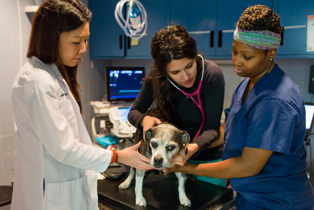 Dog skin and coat close-up showing a small raised lump