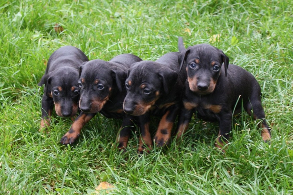 Toy Manchester Terrier standing side-on