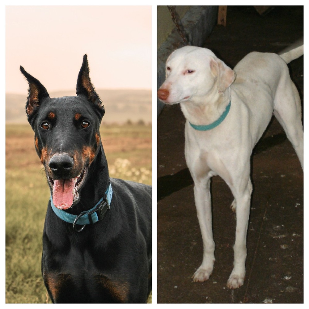 Jonangi dog resting calmly with alert eyes