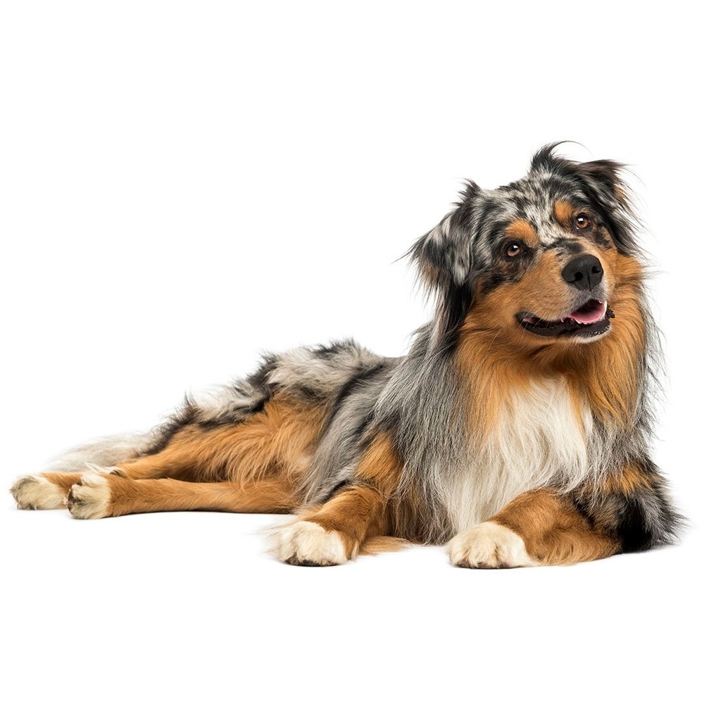 Australian Shepherd lying down calmly