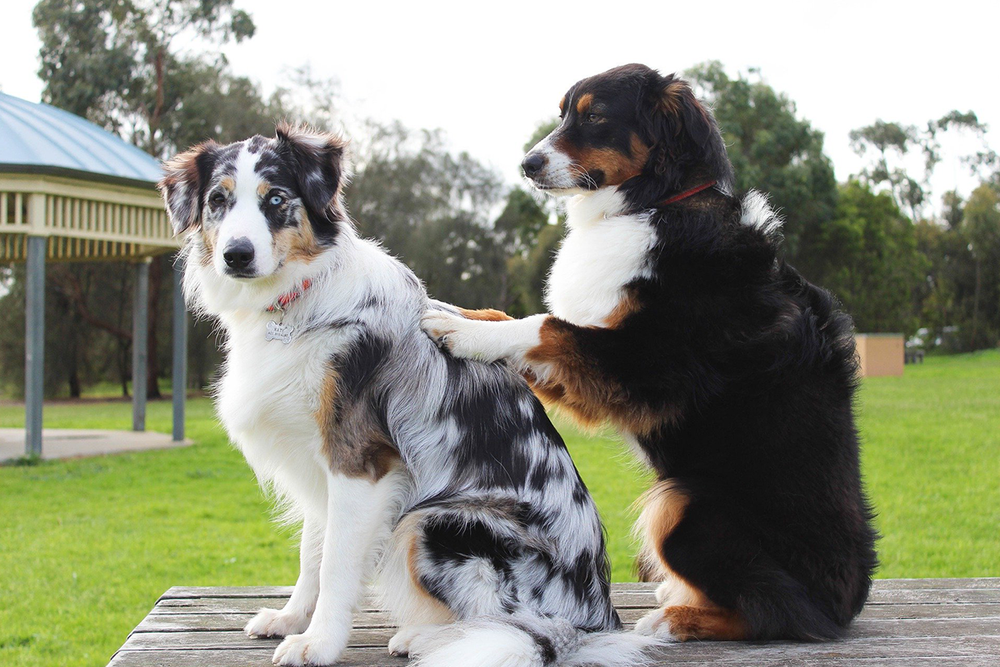Dog being brushed gently