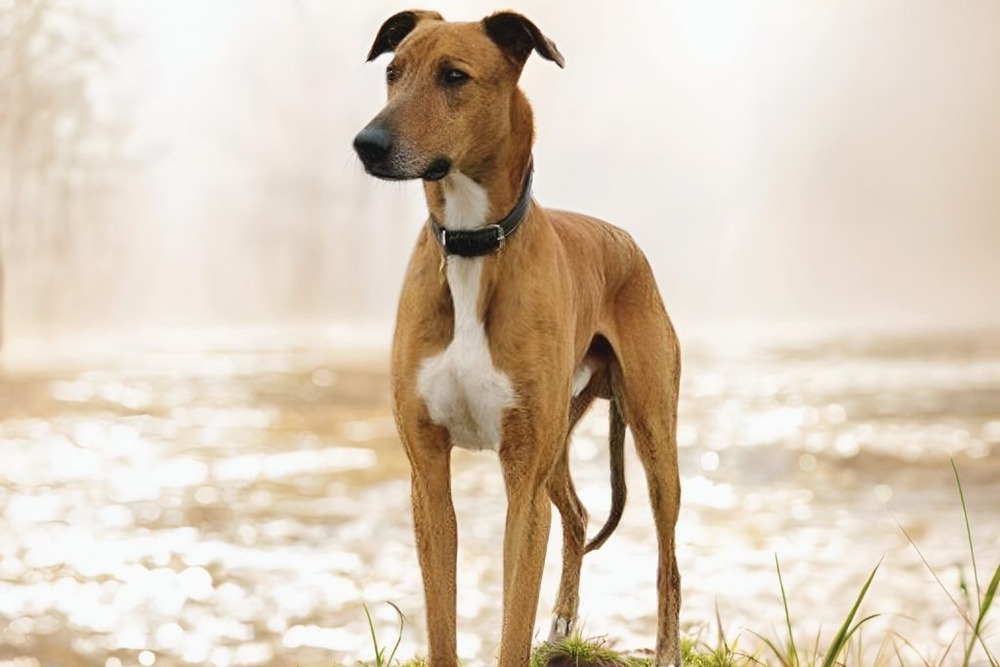 Banjara Hound standing in profile outdoors