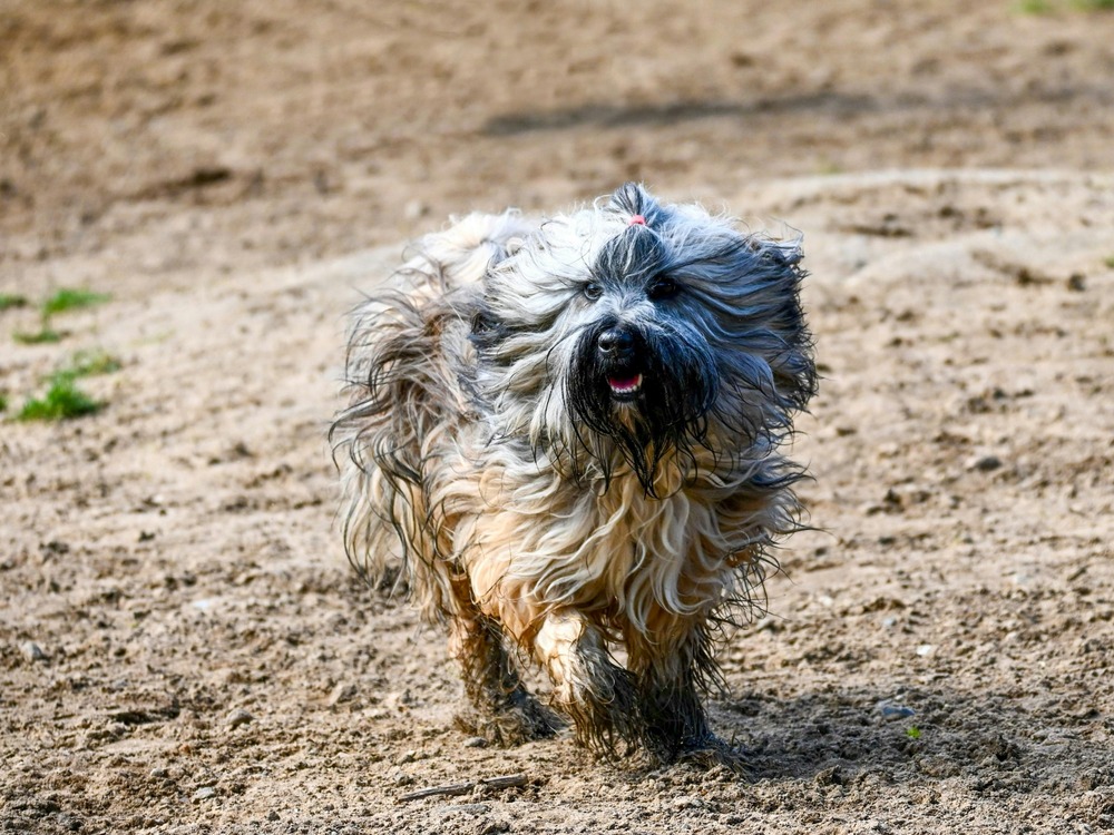 Chilean Terrier sitting and watching