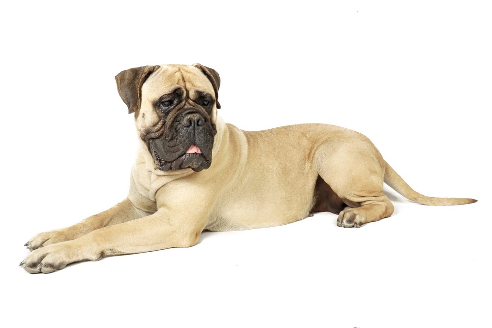 Mastiff lying down calmly