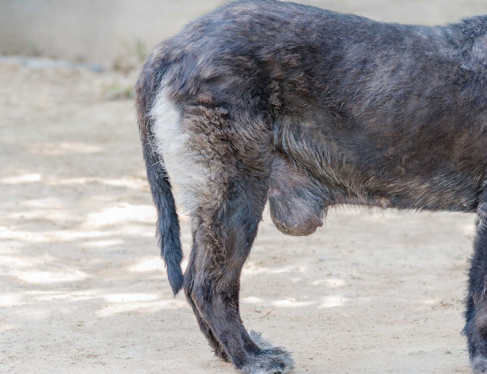 Dog relaxing comfortably at home on a soft bed