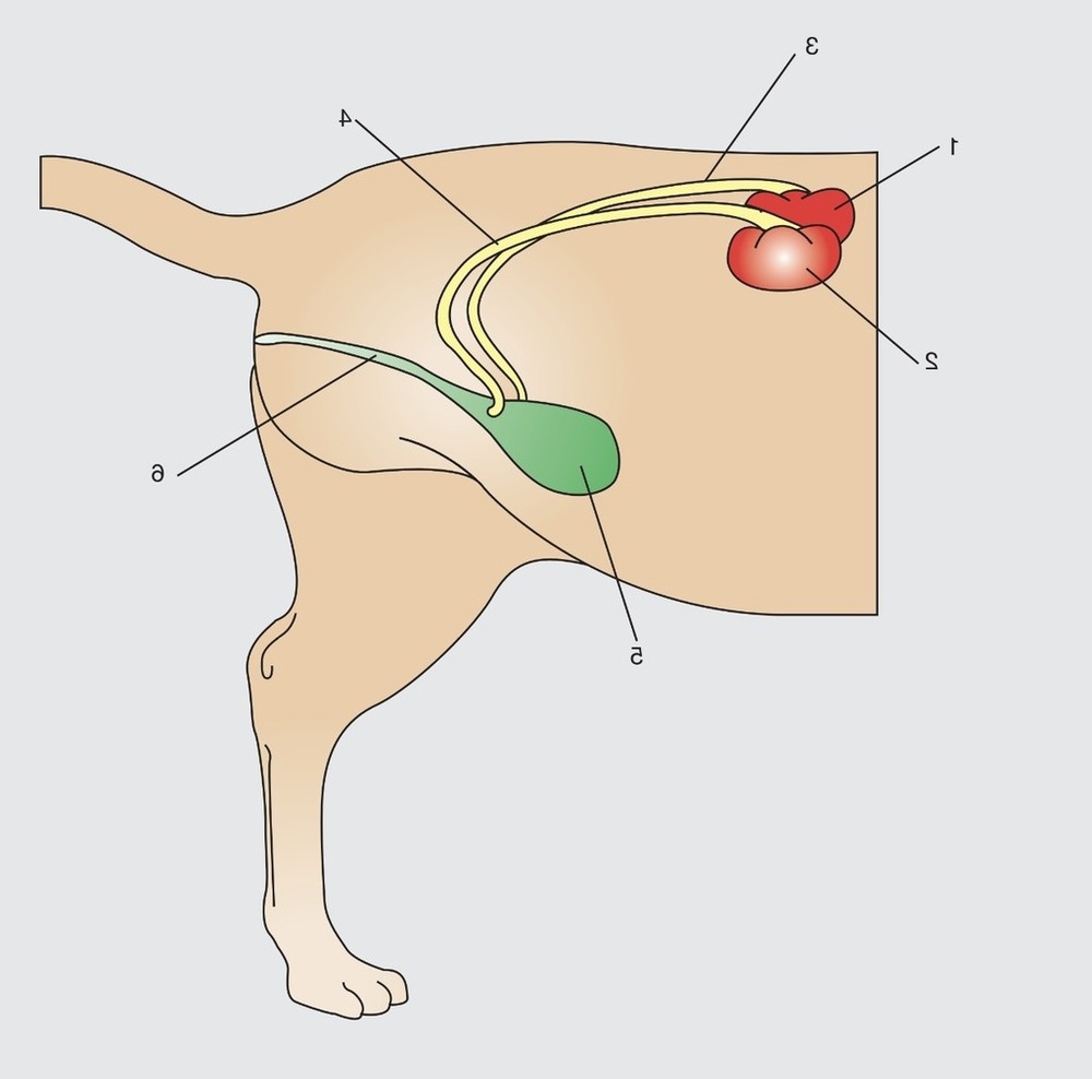 Dog being examined at a veterinary clinic