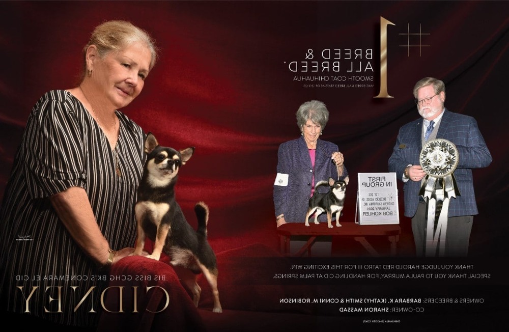 Tibetan Spaniel portrait showing feathered coat