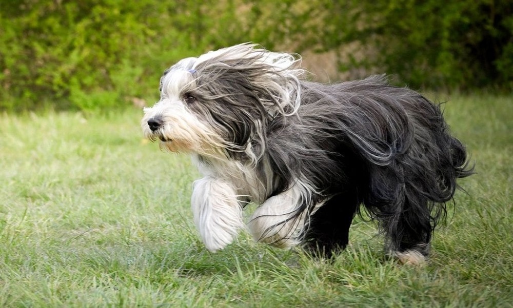Small dog standing on grass