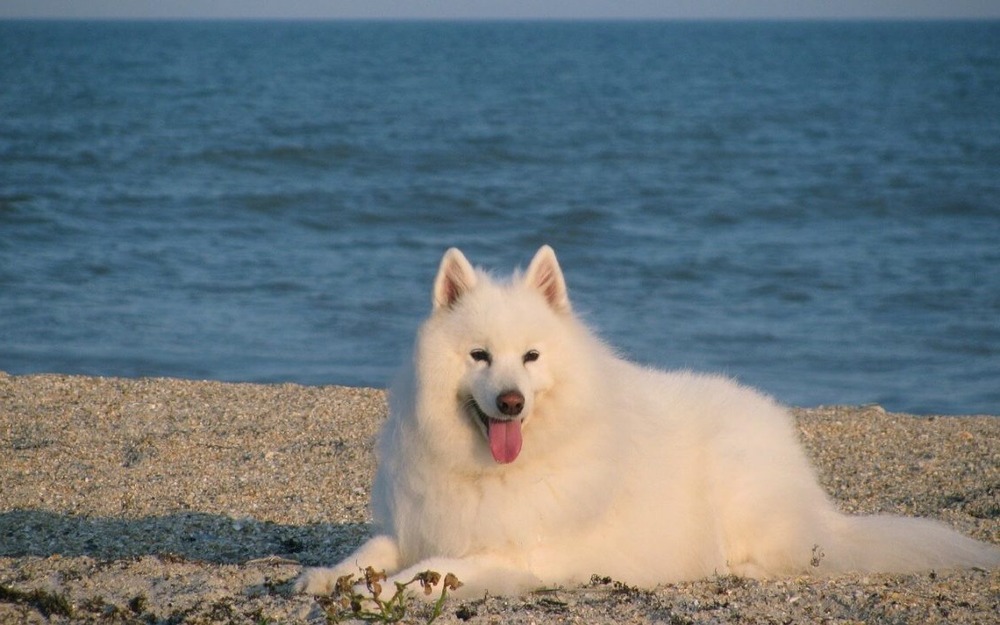 Samoyed walking outdoors on lead