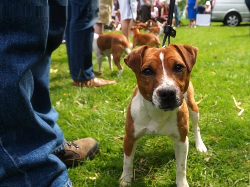 Plummer Terrier running on grass