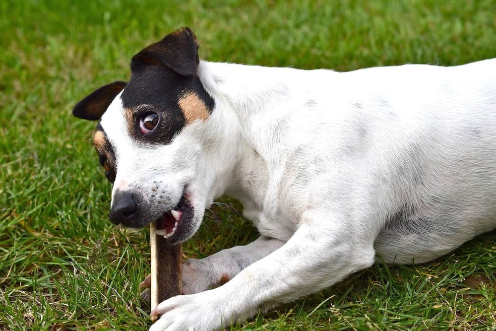 Teddy Roosevelt Terrier moving through grass