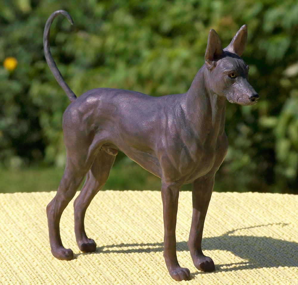 Ecuadorian Hairless Dog sitting alertly