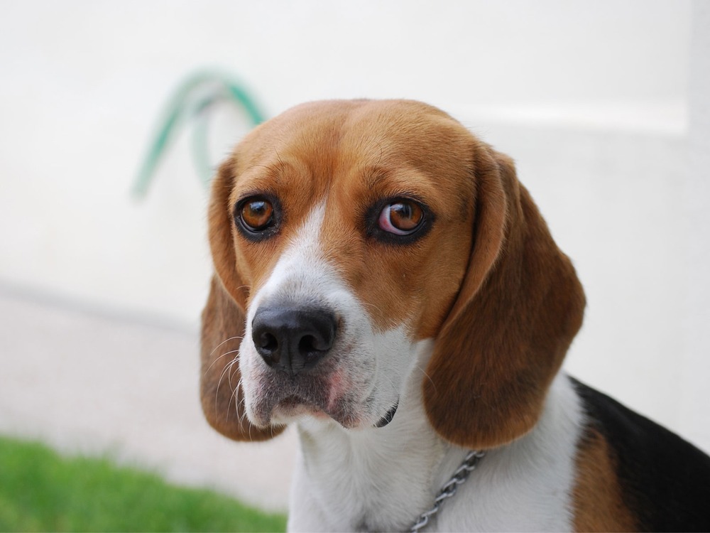 Austrian Pinscher standing outdoors