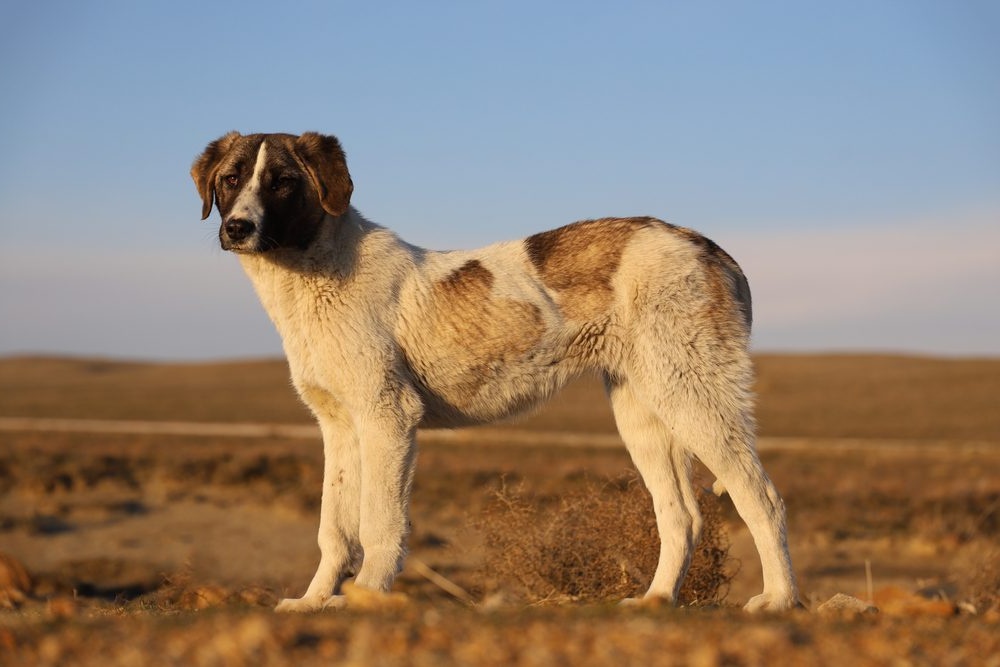 Close view of Rafeiro do Alentejo coat texture
