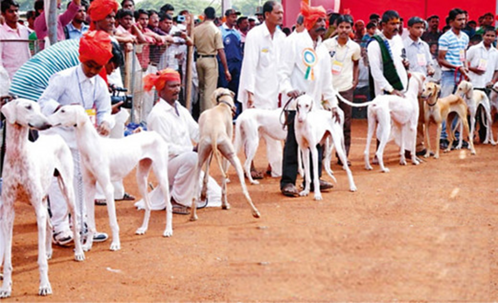 Mudhol Hound resting on grass