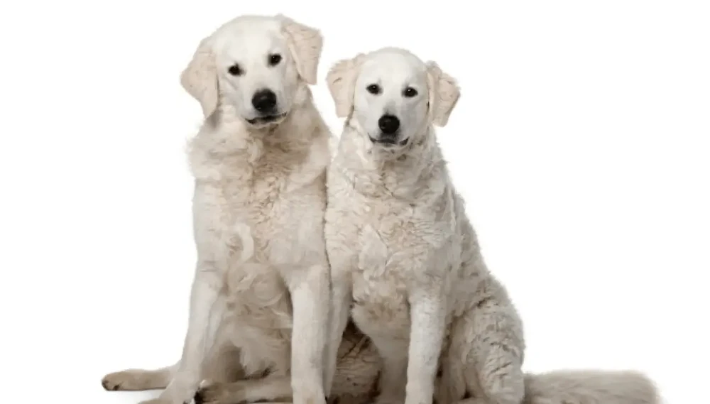 Kuvasz resting alertly in a paddock setting