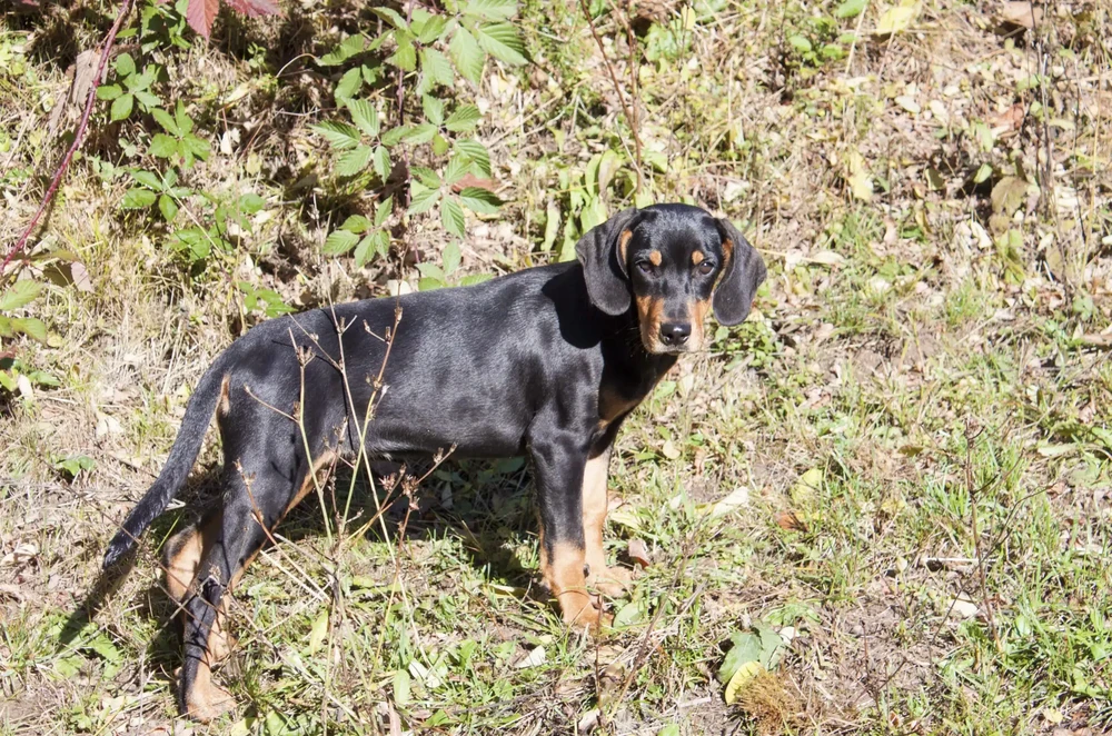 Transylvanian Hound looking alert outdoors