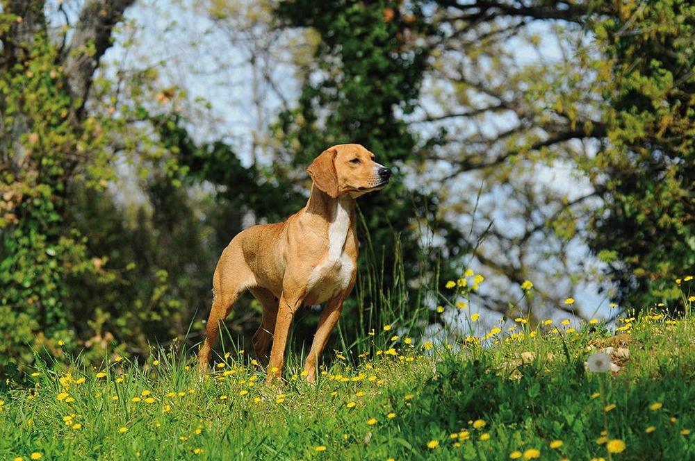 Segugio Maremmano outdoors in profile