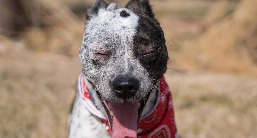 Dog sitting indoors in a calm space