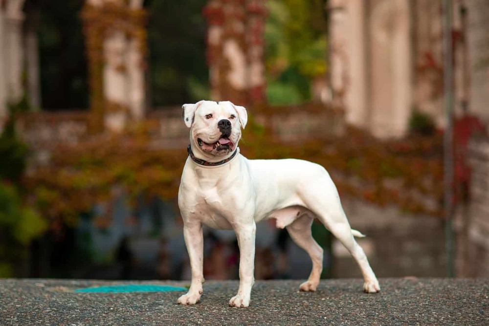 American Bulldog looking to the side