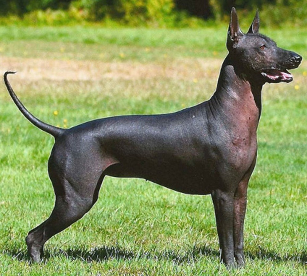 Hairless dog portrait with upright ears