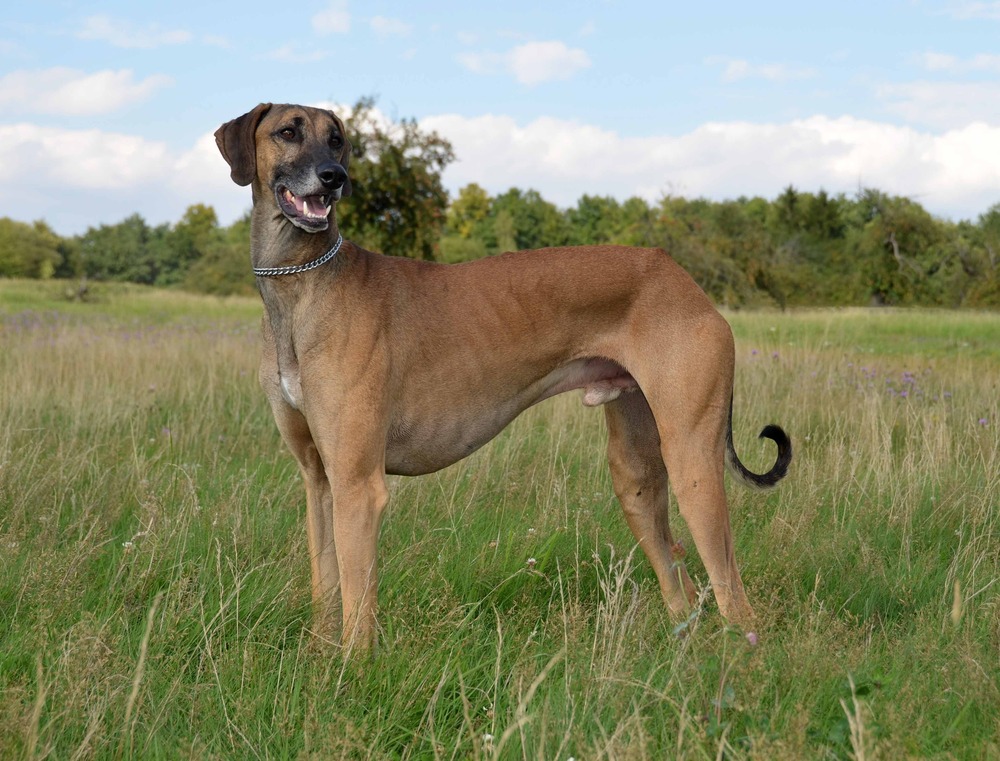 Sloughi standing in profile outdoors