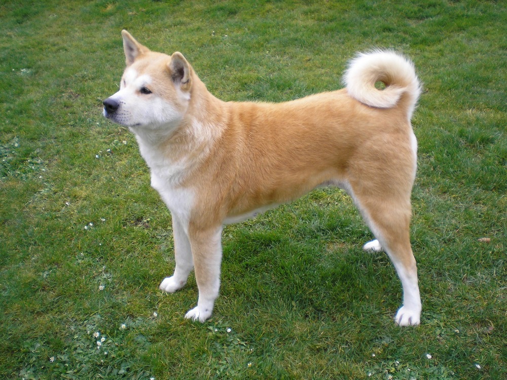 Akita watching quietly with alert expression