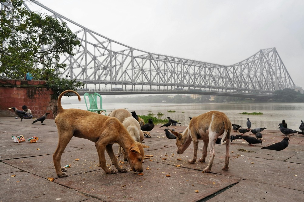 Indian Pariah Dog standing outdoors
