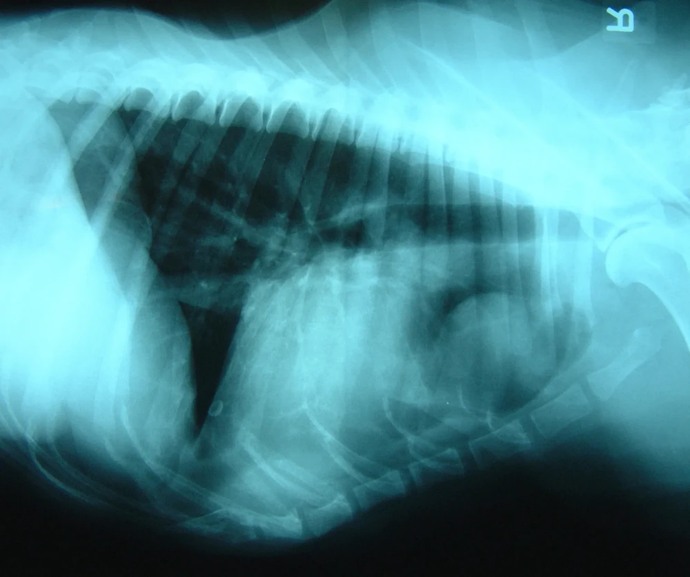 Dog looking out a window indoors