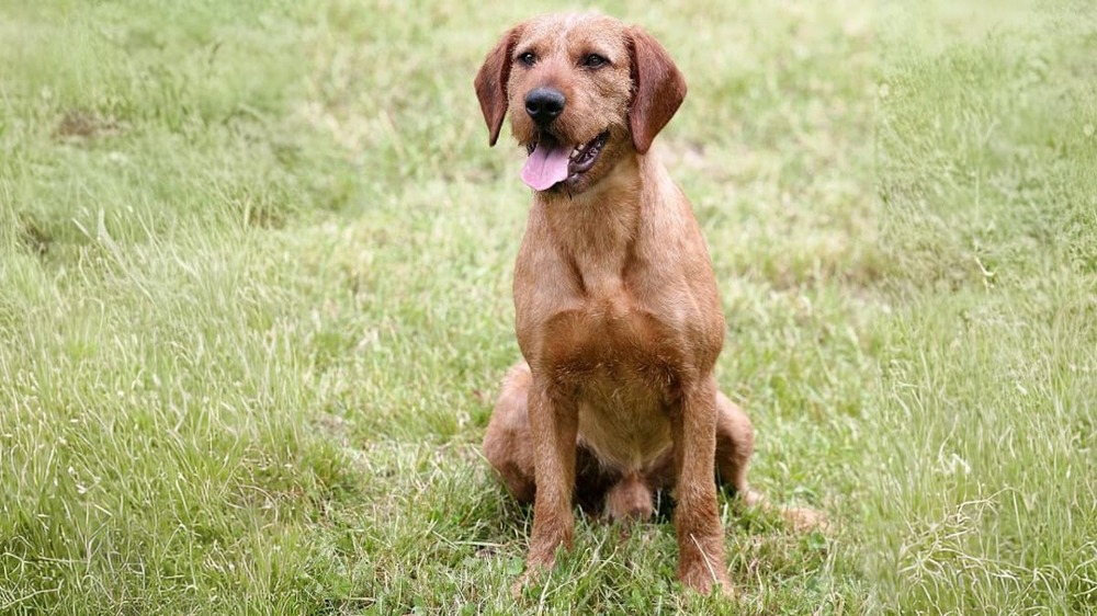 Hound walking on a lead in a natural setting