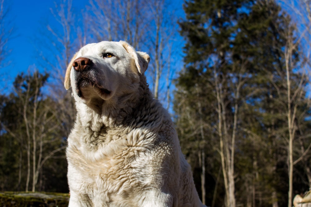 Akbash looking alert near a fence