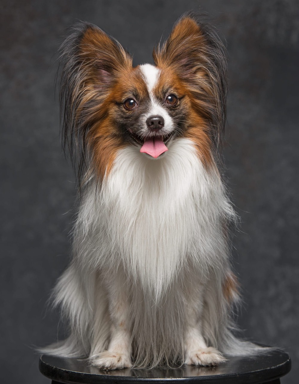 Drentse Patrijshond close-up of head and coat