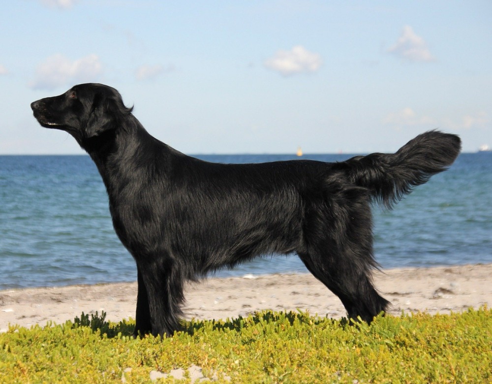 Flat Coated Retriever carrying a stick