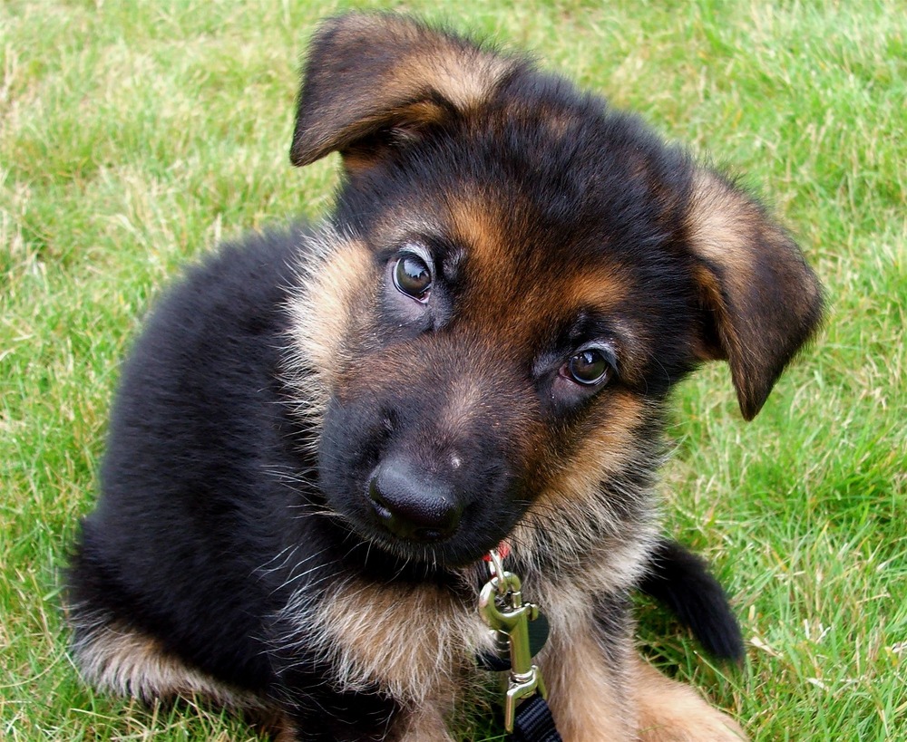 German Shepherd head and shoulders