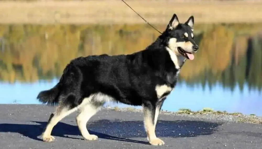 Lapponian Herder close-up of head and coat