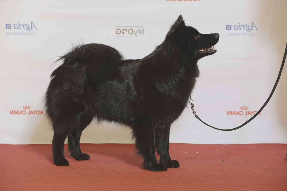 Swedish Lapphund standing outdoors