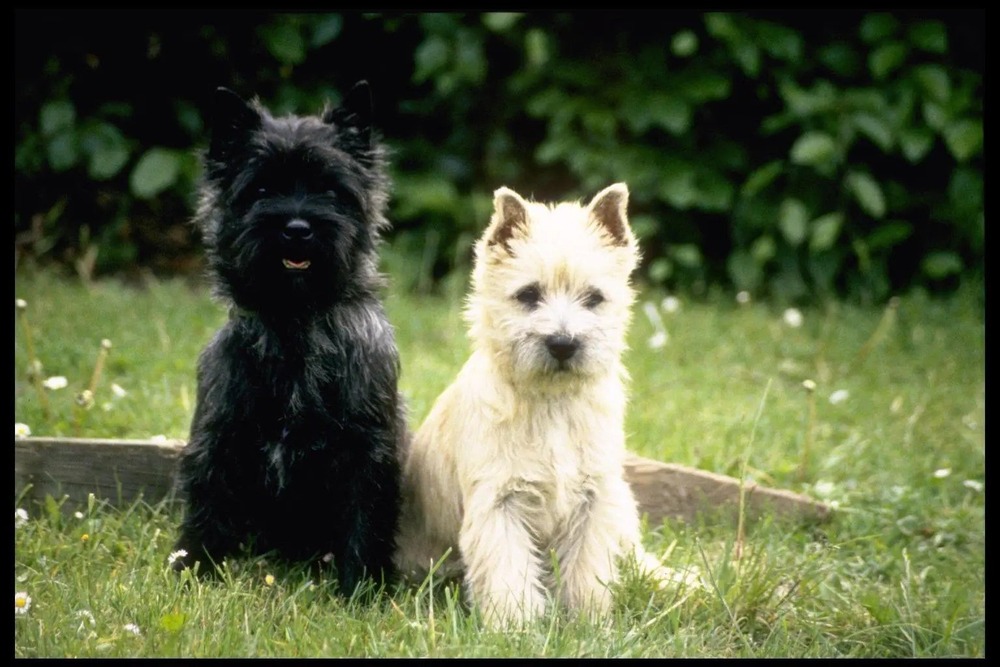 Cairn Terrier walking on lead