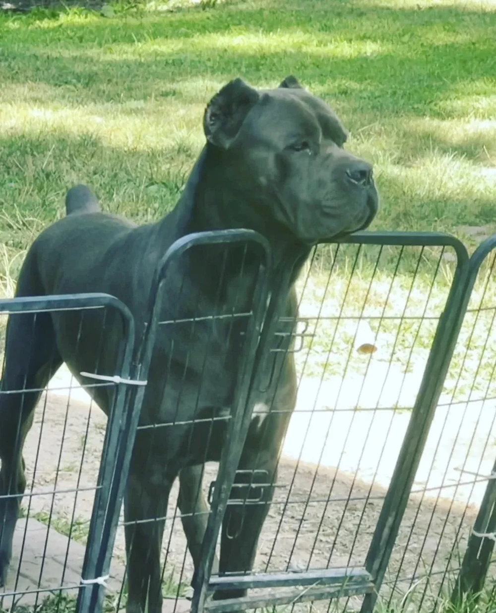 Dog playing with a toy outdoors