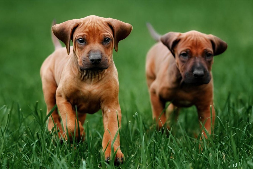 Close view of Rhodesian Ridgeback coat and ridge