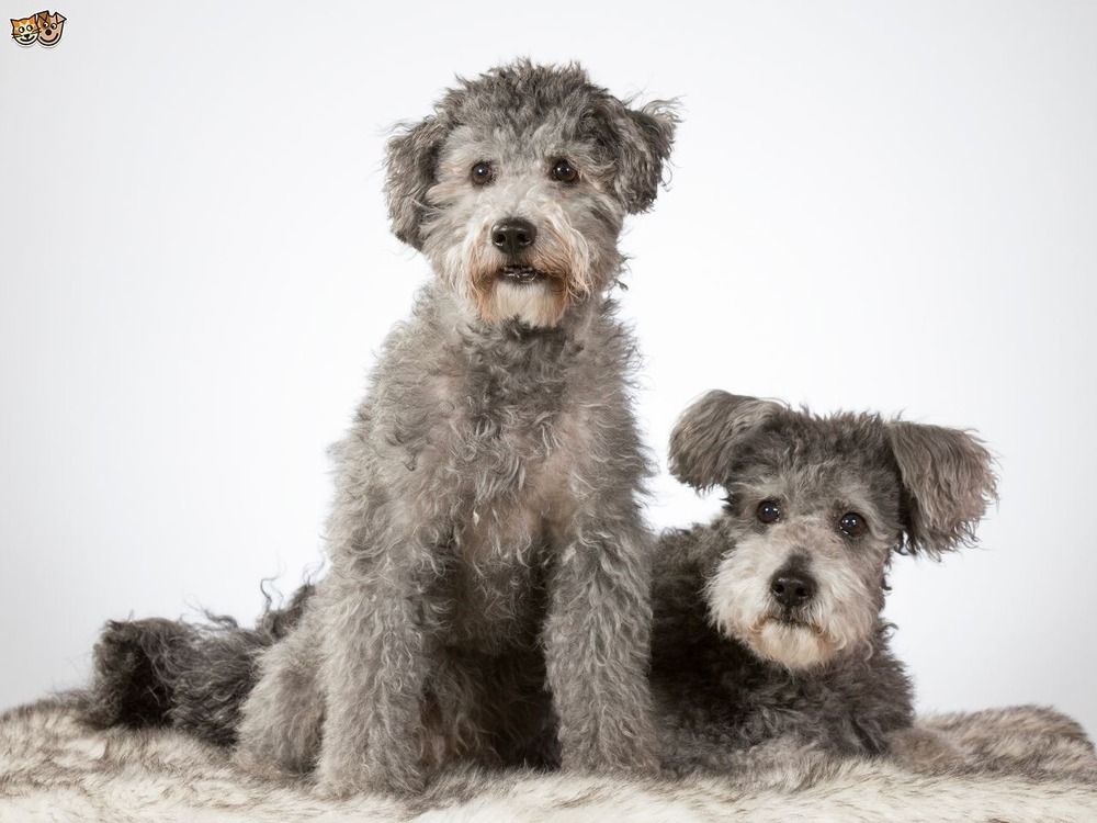 Close view of a Hungarian Pumi with curly coat and alert expression