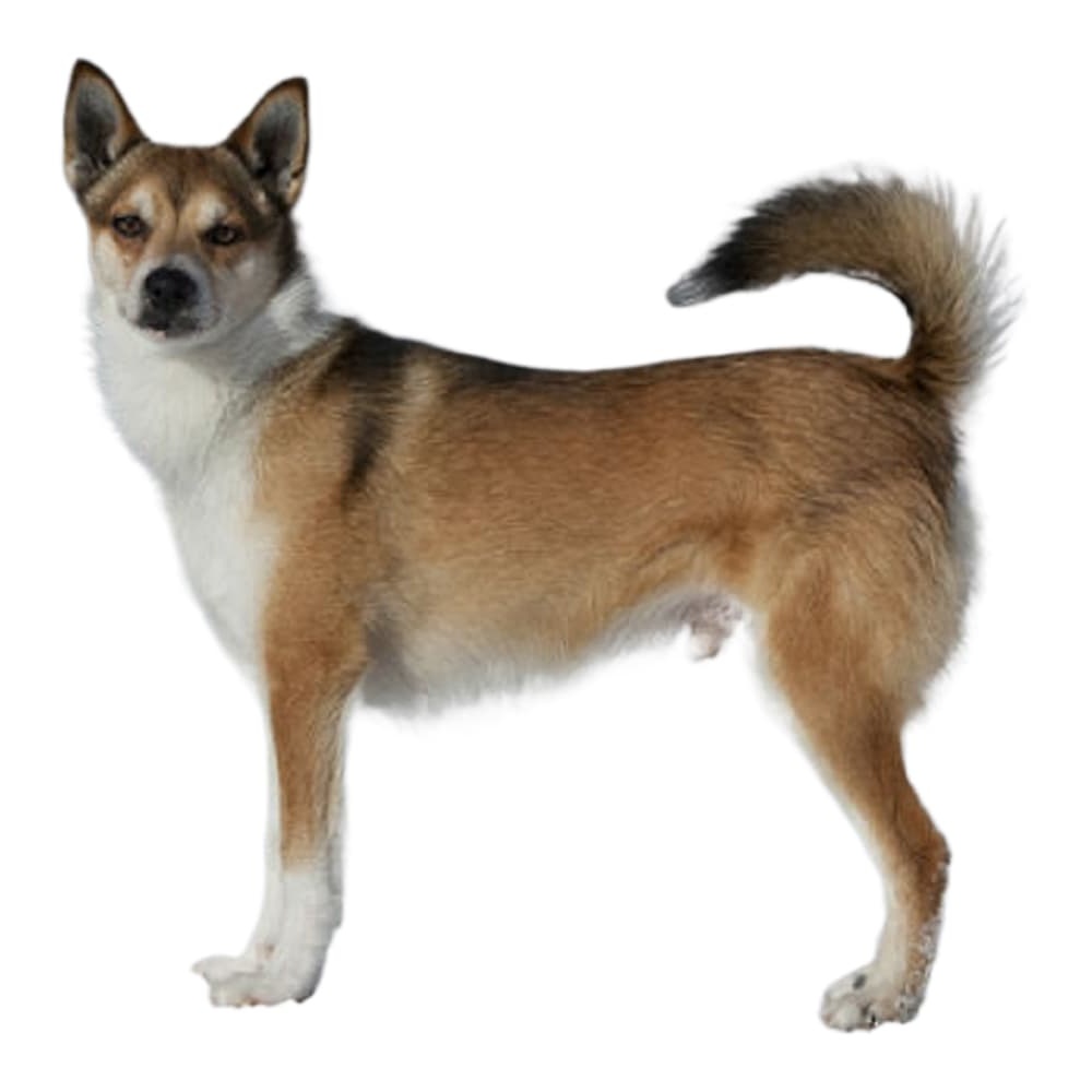 Norwegian Lundehund face close-up