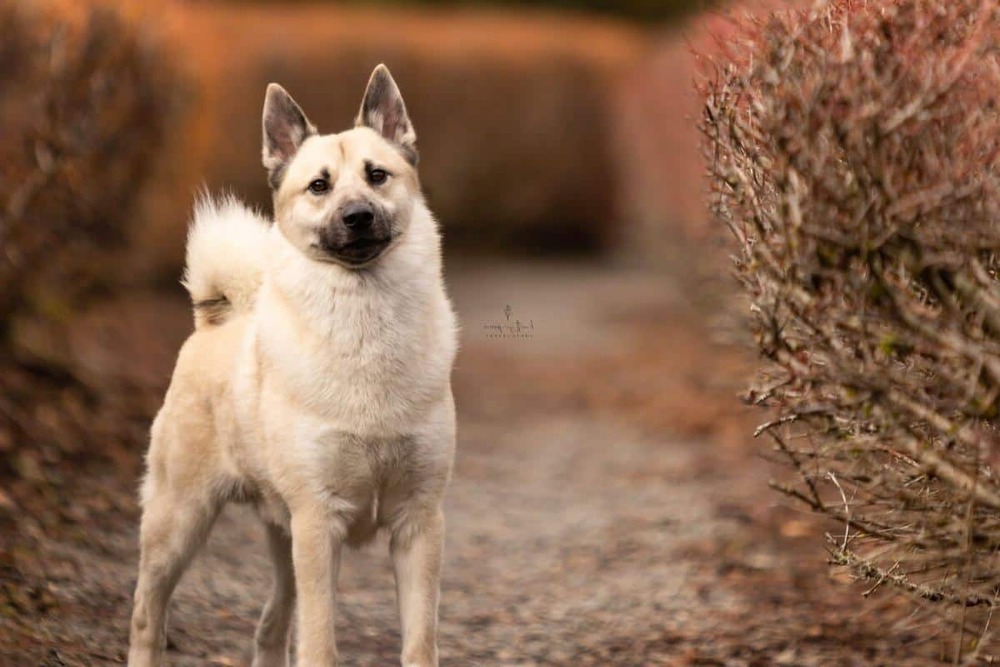 Norwegian Buhund looking alert with pricked ears