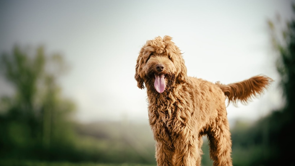 Close view of a Labradoodle face
