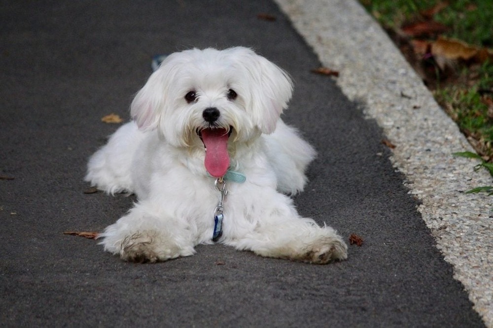 Maltese sitting outdoors with long coat