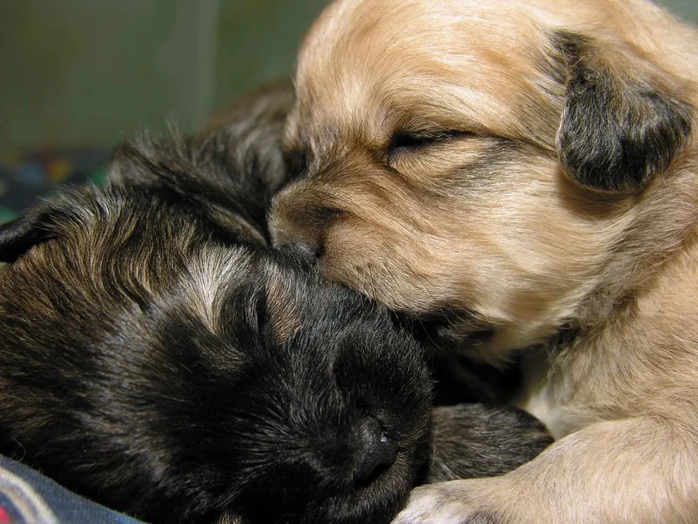 Can de Palleiro sitting attentively