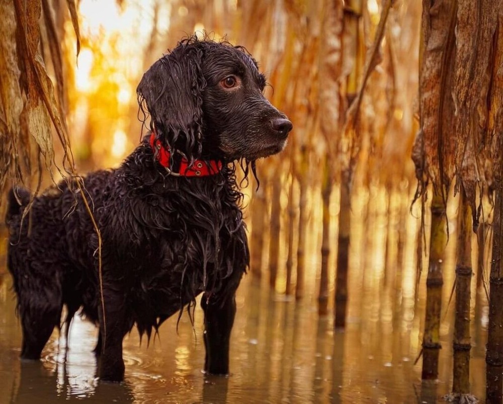 Boykin Spaniel running on grass